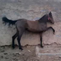 کره مادیان|اسب و تجهیزات اسبسواری|اقلید, |دیوار