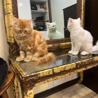 پرشین|گربه|زاهدان, |دیوار