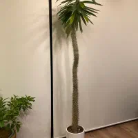 نخل ماداگاسکار ۲ متری