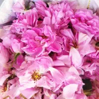 گل محمدی|عمده‌فروشی|داراب, |دیوار