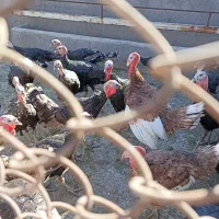 بوقلمون برنز وبربون