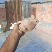 زرد دمسفید|پرنده|کرمان, |دیوار