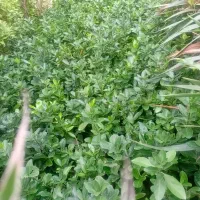 گل وگیاه قیمت مناسب