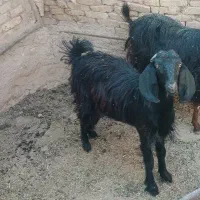 بز، کولار، کهره، چاق|حیوانات مزرعه|ارسنجان, |دیوار