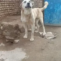 واگذاری سگ عراقی خاص