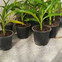 گل‌سوسن|گل و گیاه طبیعی|مهریز, |دیوار