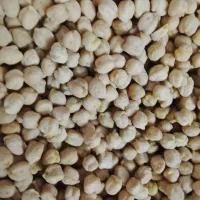 نخود فلافلی|خوردنی و آشامیدنی|اسلام‌شهر, شهرک الهیه|دیوار