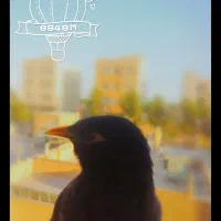 مرغ مینا «پرنده»