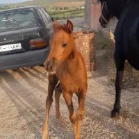 معاوضه اسب وکره با موتور تریل