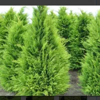 باغبانی صفرتاصد