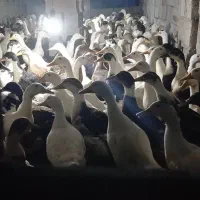 اردک دشتی ارگانیک