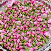 فروش غنچه وگل محمدی ونسترن میمند ارزانترین