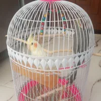 دو عدد عروس هلندی با قفس ایستاده