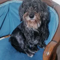 واگذاری سگ خانگی