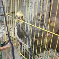 عروس پاریس|پرنده|سوسنگرد, |دیوار