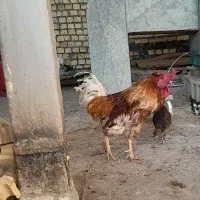 خروس سرحال