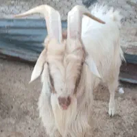 نر بز سانن|حیوانات مزرعه|خرامه, |دیوار