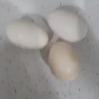 تخم مرغ نطفه دار