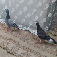 جوجه المانی