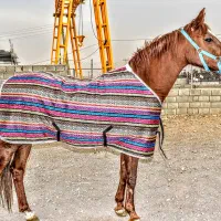 جُل اسب زمستانی