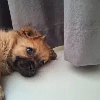 سگ پا کوتاه|سگ|مشهد, آبکوه|دیوار