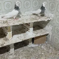 کفتر طوقی|پرنده|طبس, |دیوار