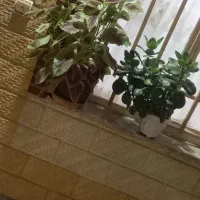 گل های طبیعی|گل و گیاه طبیعی|بروجرد, |دیوار