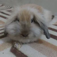 بچه خرگوش وخرگوش لوپ
