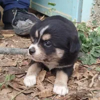 توله بردر کولی|سگ|تهران, سید خندان (جلفا)|دیوار