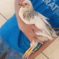 جوجه مرغ و خروس