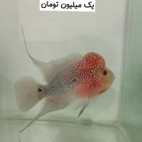 ماهی فلاور هورن نر و ماده و بچه فلاور