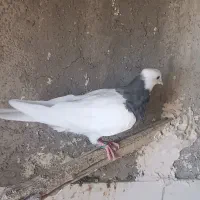 کبوتر|پرنده|کنگاور, |دیوار
