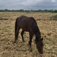 اسب سه ساله بسیار آرام وزیبا|اسب و تجهیزات اسب‌سواری|رشت, حومه رشت|دیوار