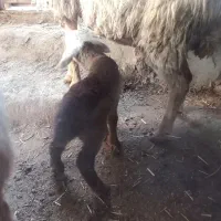 بره با کوسفند|حیوانات مزرعه|مشگین شهر, |دیوار