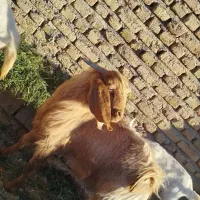 بزغاله دورگ نر چاق براکشتن وتخمی عالیه|حیوانات مزرعه|خواف, |دیوار