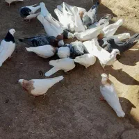 طوقی|پرنده|سبزوار, عارف|دیوار