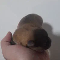 توله پامرانین خرسی عروسکی رنگ پرتغالی