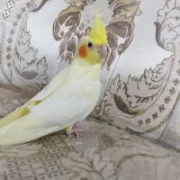 طوطی عروس هلندی لوتینو خوشگل|پرنده|قزوین, |دیوار