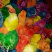 جوجه رنگی عمده