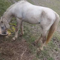 اسب نر نریان|اسب و تجهیزات اسبسواری|لاهیجان, لفمجان|دیوار