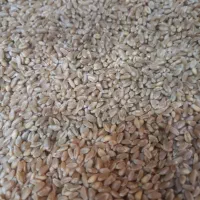 گندم پیشگام ولوبیا چتی|عمدهفروشی|آباده, |دیوار