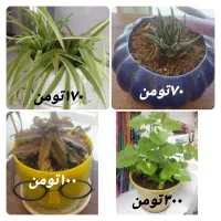 گل و گیاه با گلدان و زیر گلدانی سرامیکی و کود خوب|گل و گیاه طبیعی|شیراز, ارم|دیوار