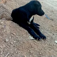 سگ‌گله|سگ|پیشوا, |دیوار