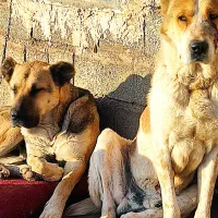 سراب و افغان