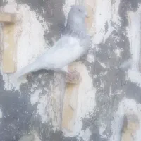 کفتر|پرنده|بم, |دیوار