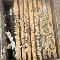 زنبور نژاد هیبرید کارنیکا