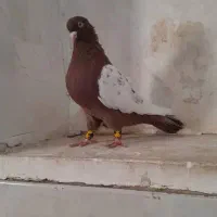 کبوتر بهبهونی
