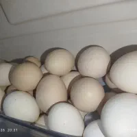 تخم مرغ محلی