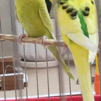 مرغ عشق با قفس