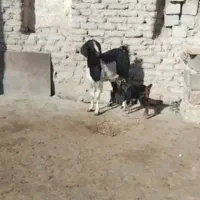 فروش بز جوان